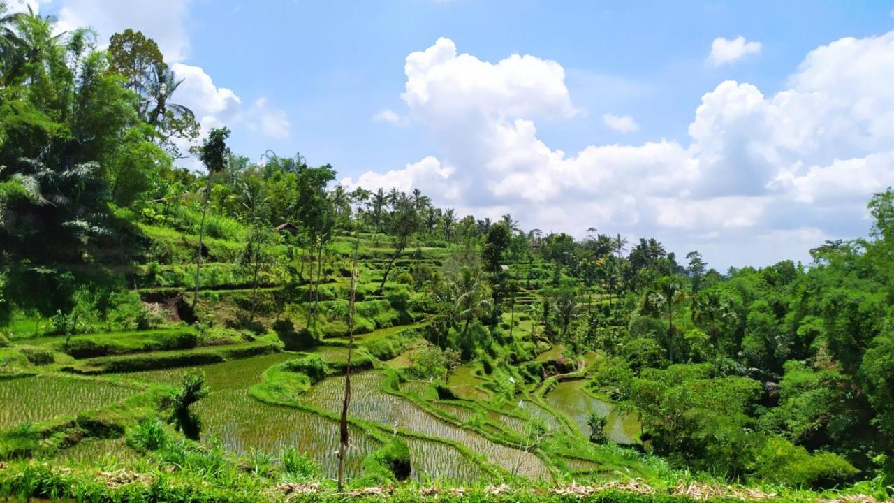 Mysha Guest House-Lombok Tetebatu Exteriér fotografie